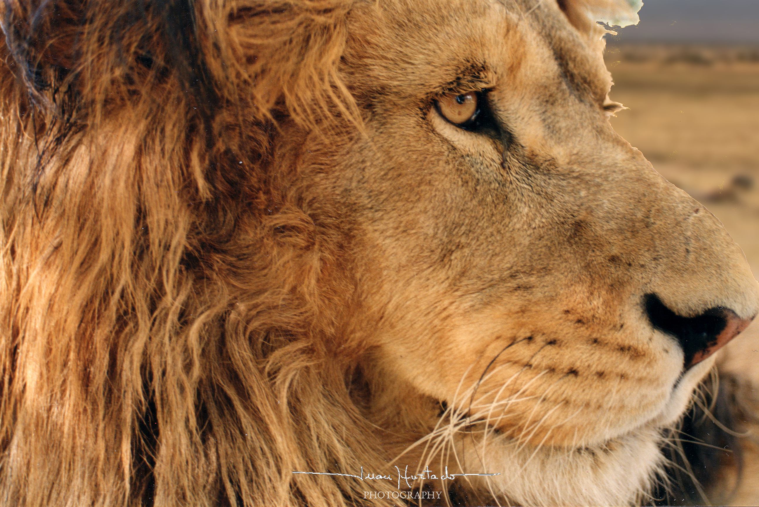 leon kenya safari nairobi